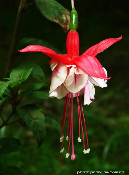 灯笼花