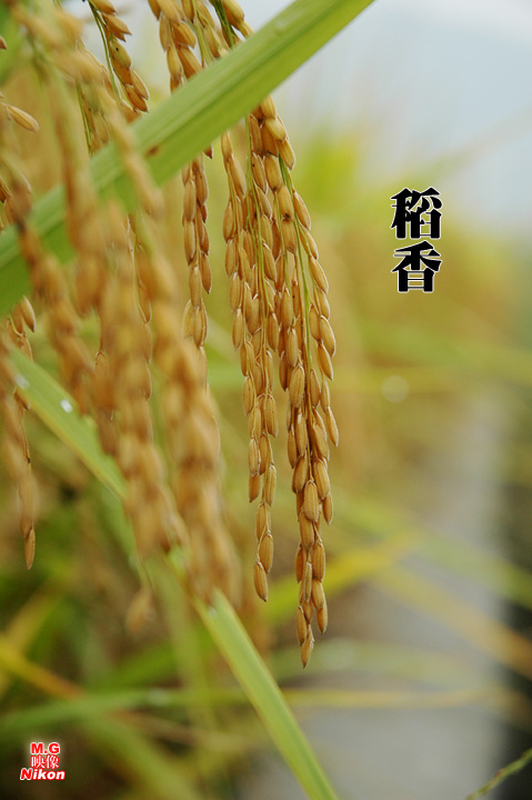 稻香