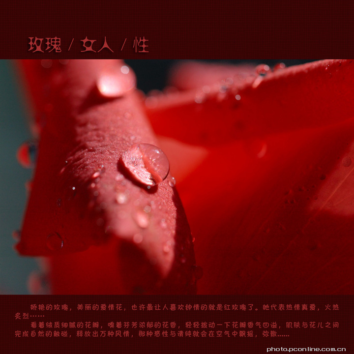 玫瑰/女人/性