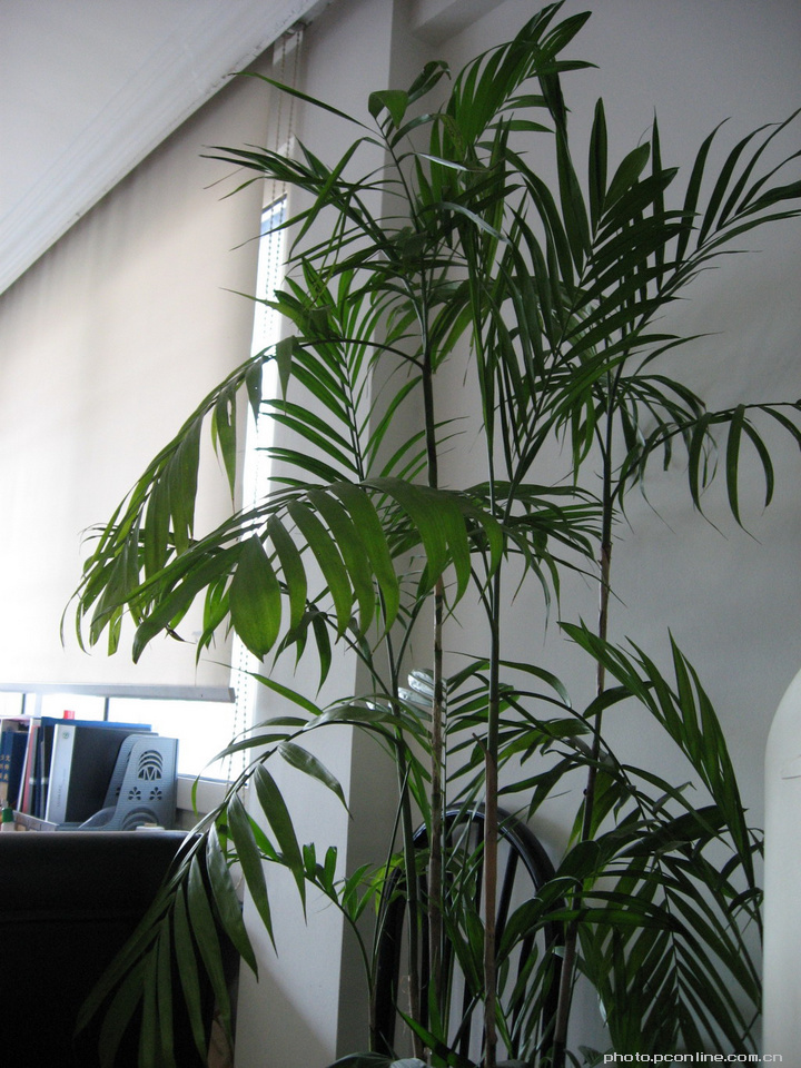 【办公室里的绿色植物摄影图片】办公室其他摄影_太平洋电脑网摄影部落