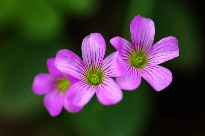 小花草