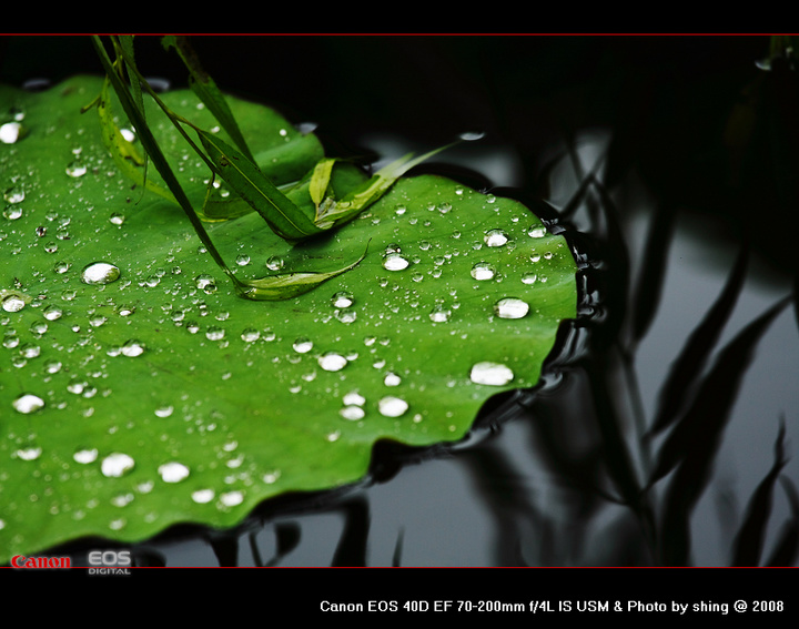 【雨中荷,雨中绿摄影图片】广州烈士陵园生态