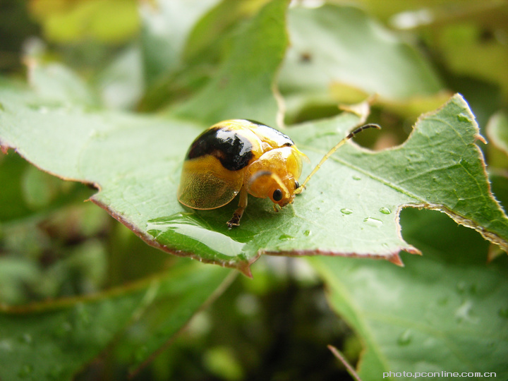 【不知名的黄色小甲虫摄影图片】广西桂平西山