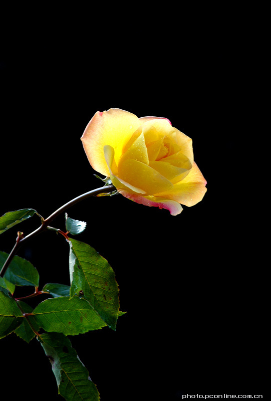玫瑰花