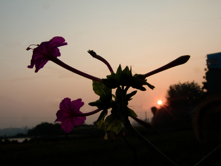 【夕阳下的胭脂花摄影图片】泸县 方洞生态摄