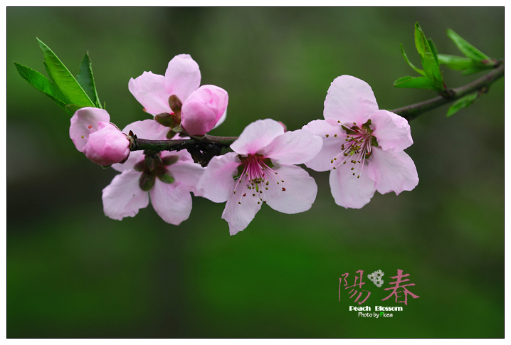 阳春三月赏桃花