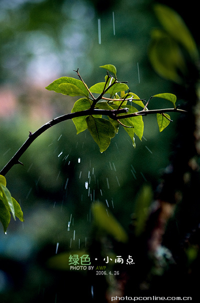 【绿色。小雨点摄影图片】.生态摄影