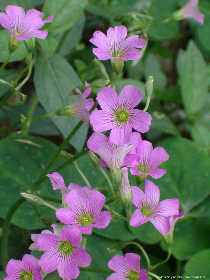 紫色小野花