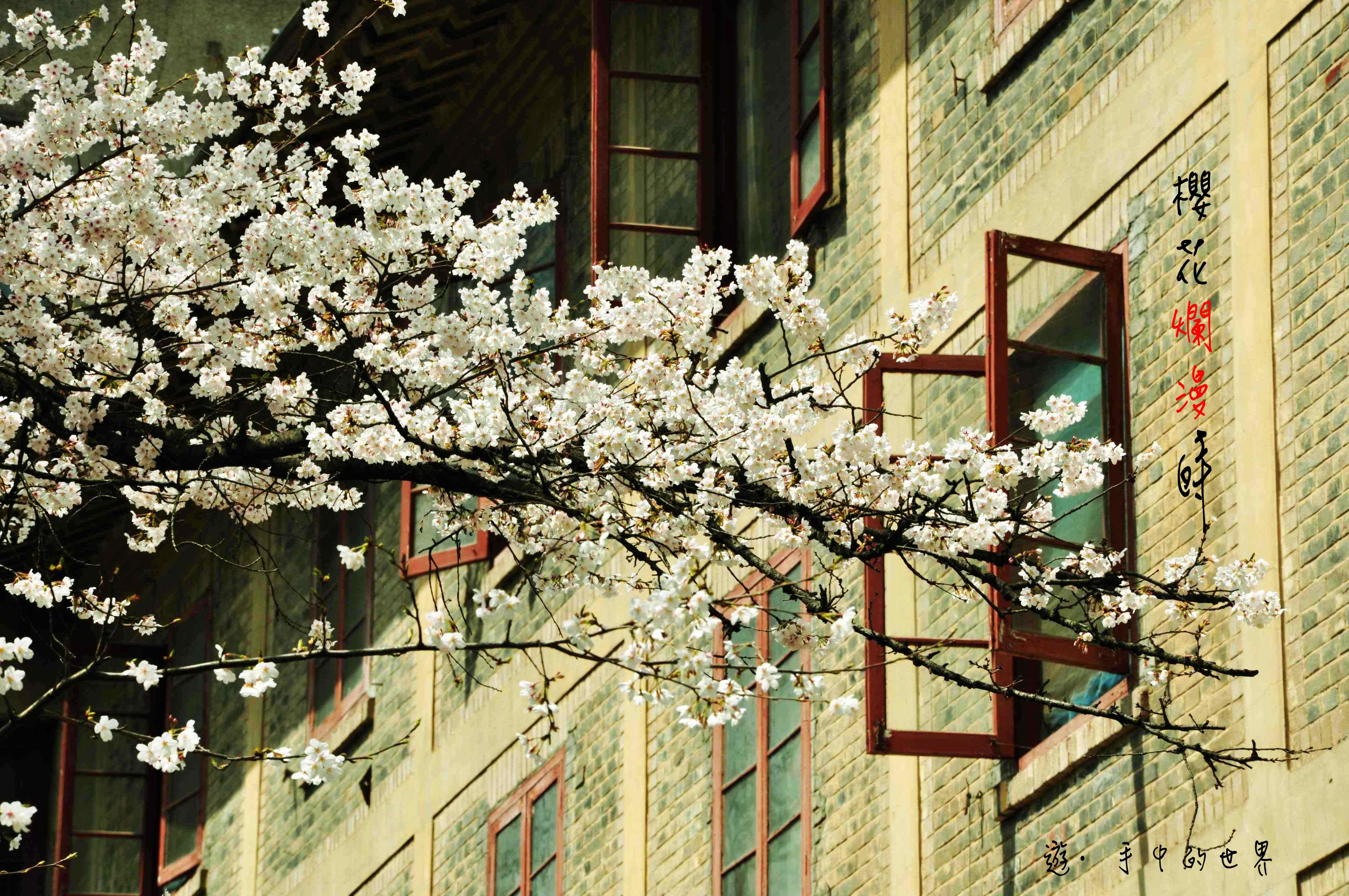 【樱花烂漫时摄影图片】武汉大学校园生态摄影_就在