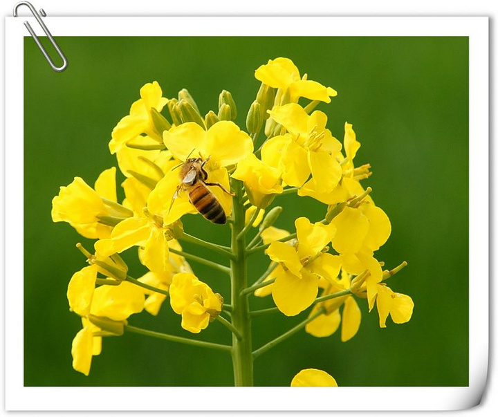 【勤劳的小蜜蜂摄影图片】西安长安区杨庄生态