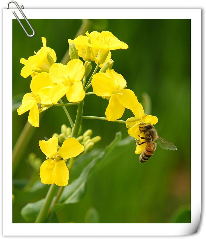【勤劳的小蜜蜂摄影图片】西安长安区杨庄生态