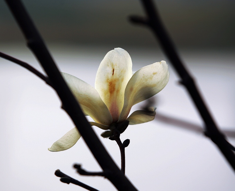 黄昏的玉兰花