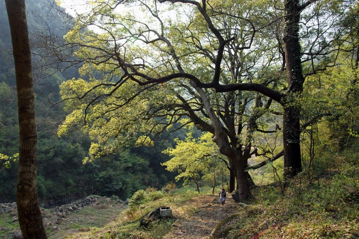 乡村拾野