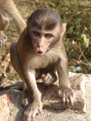 【猴子也生气摄影图片】武汉森林公园生态摄影