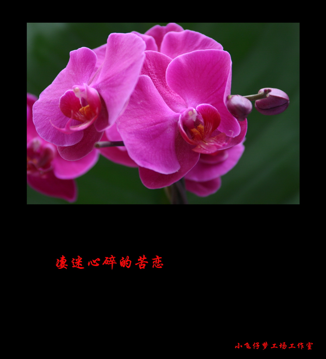 兰花的心语