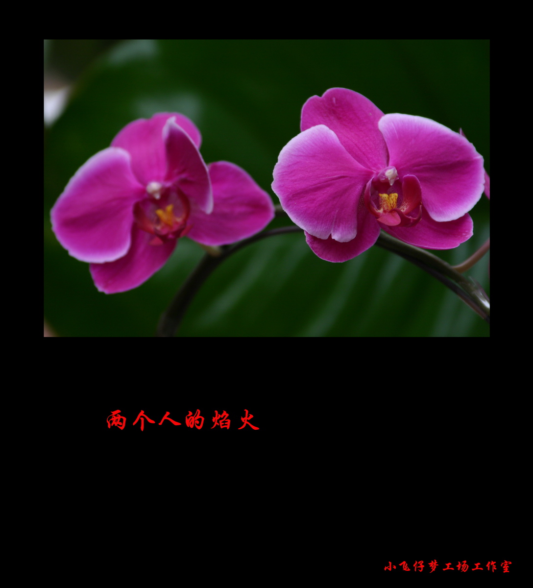 兰花的心语