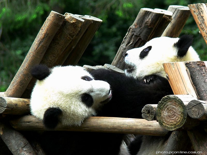 【憨态可拘的大熊猫摄影图片】四川卧龙生态摄