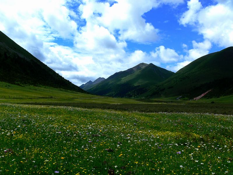 【玉科草原摄影图片】四川道孚县纪实摄影_云雾山中_太平洋电脑网摄影