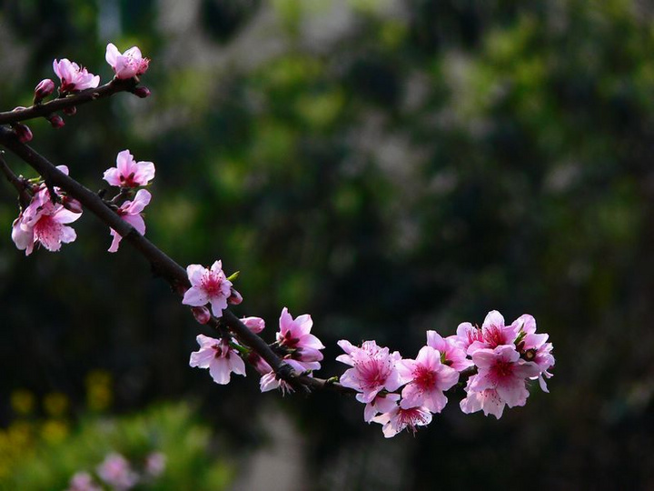 又到桃花开放时