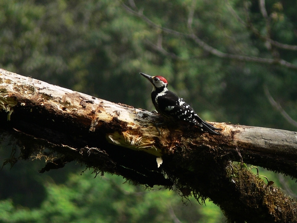 啄木鸟捉虫子的过程摄影图片】四川汶川三江生