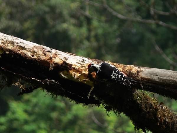 啄木鸟捉虫子的过程摄影图片】四川汶川三江生