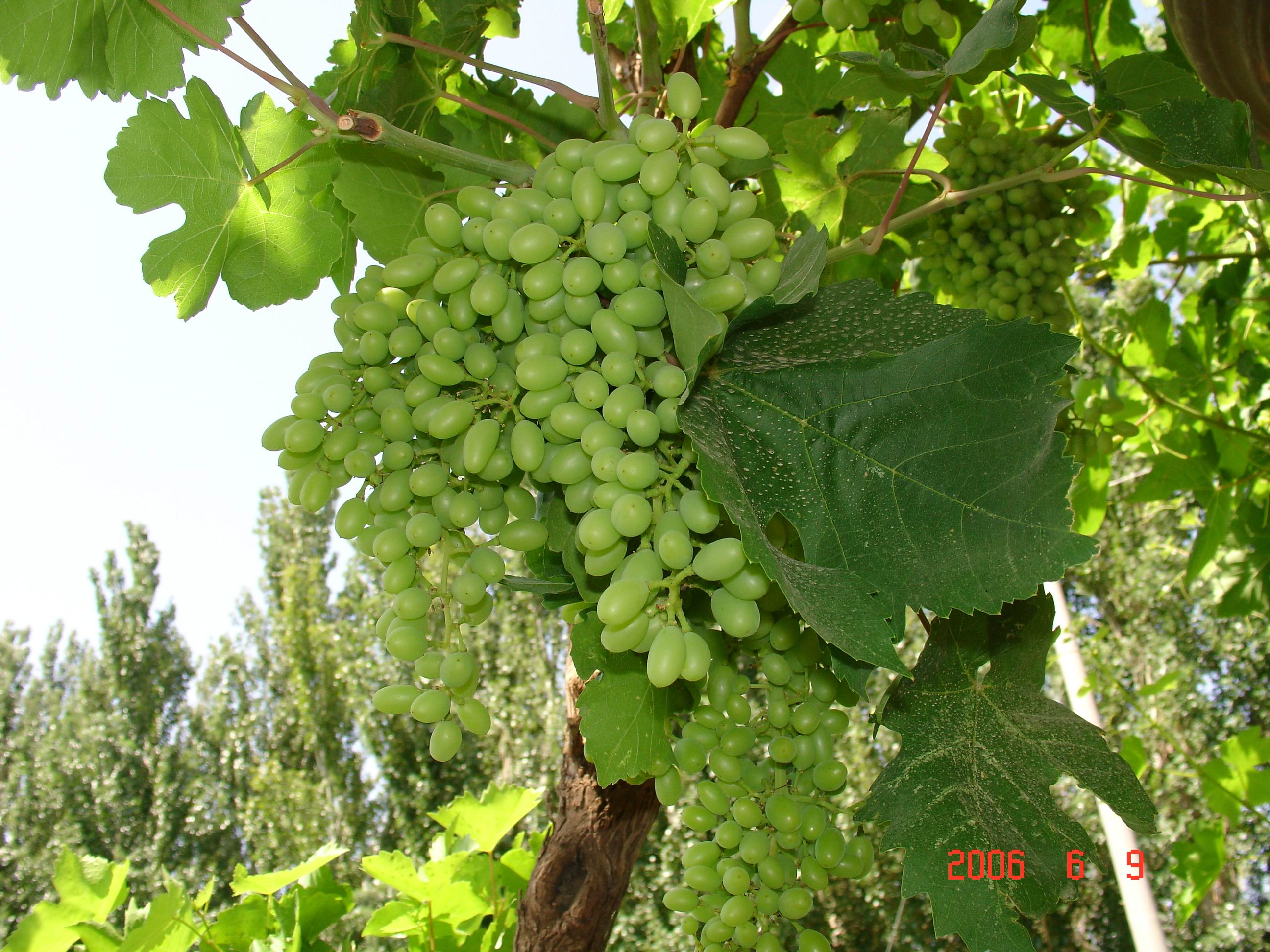新疆最热的地方，出产最好吃的葡萄，还成了旅游景区_葡萄沟