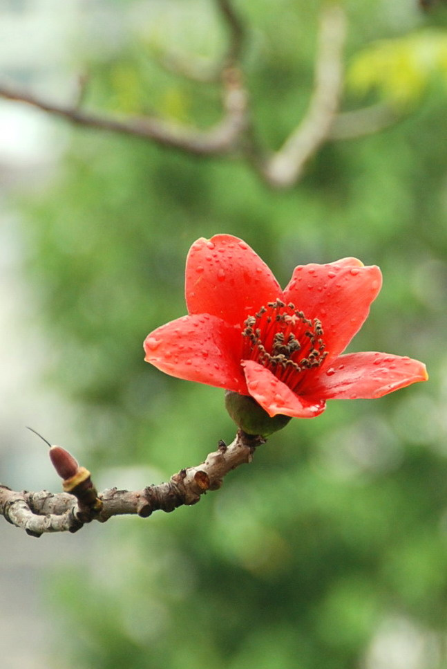 木棉花