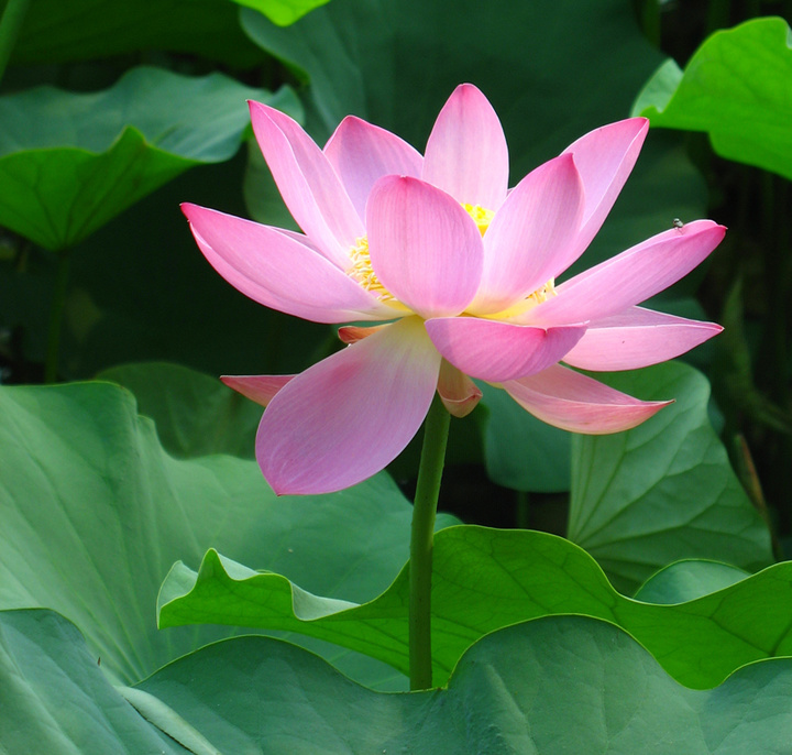 【荷花图组摄影图片】莲花池公园生态摄影_记录精彩