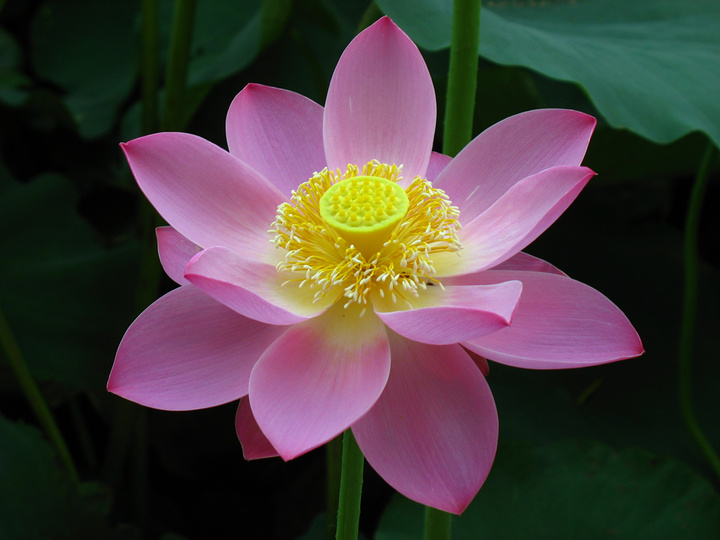【荷花图组摄影图片】莲花池公园生态摄影_太平洋电脑