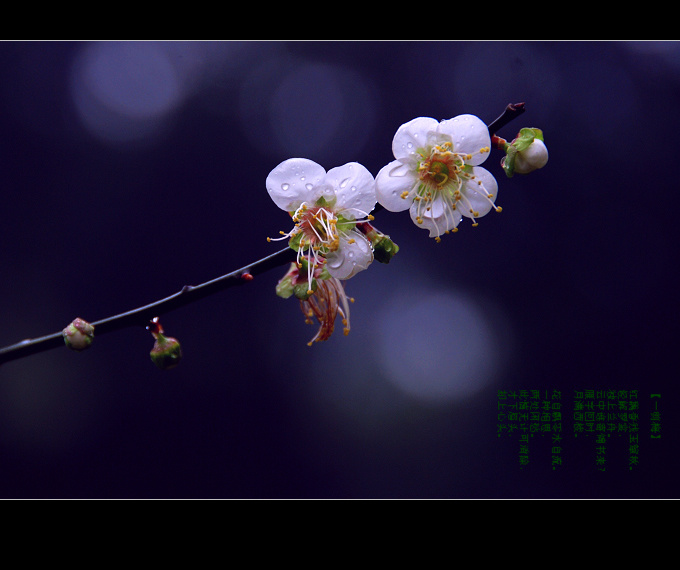 [雨中.一剪梅]