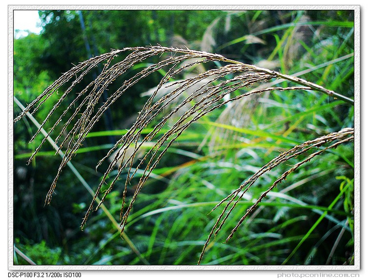 雷公塘芒花2