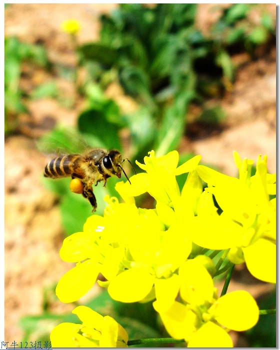 辛勤的蜜蜂