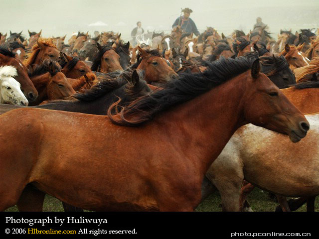 【马背上的人生不需要解释摄影图片】呼伦贝尔