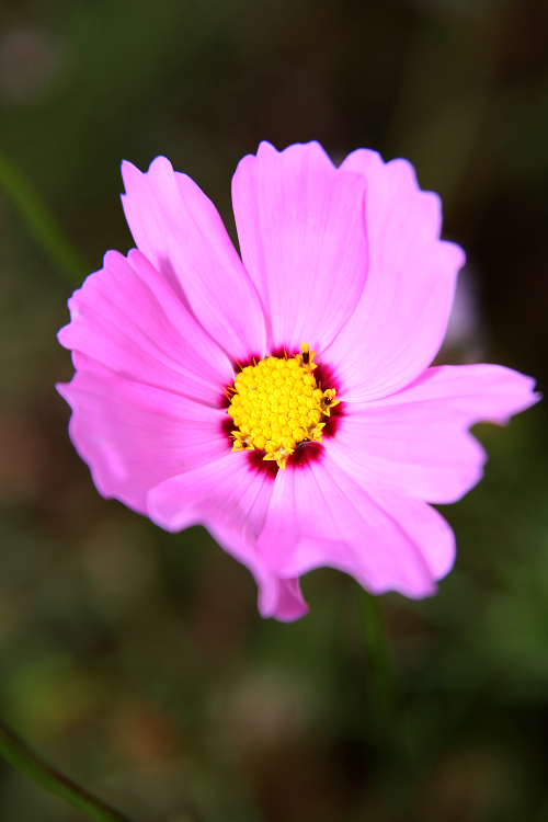 静花
