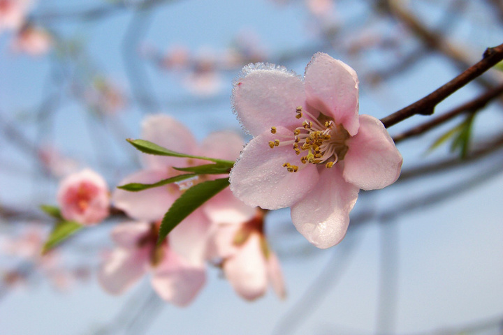 桃李吐芬芳