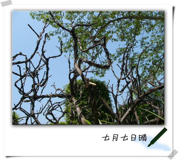 七月七日情 太平洋电脑网