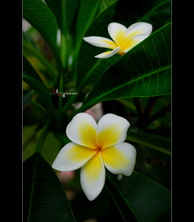 【花卉植物一组摄影图片】珠海生态摄影_形与色_电脑