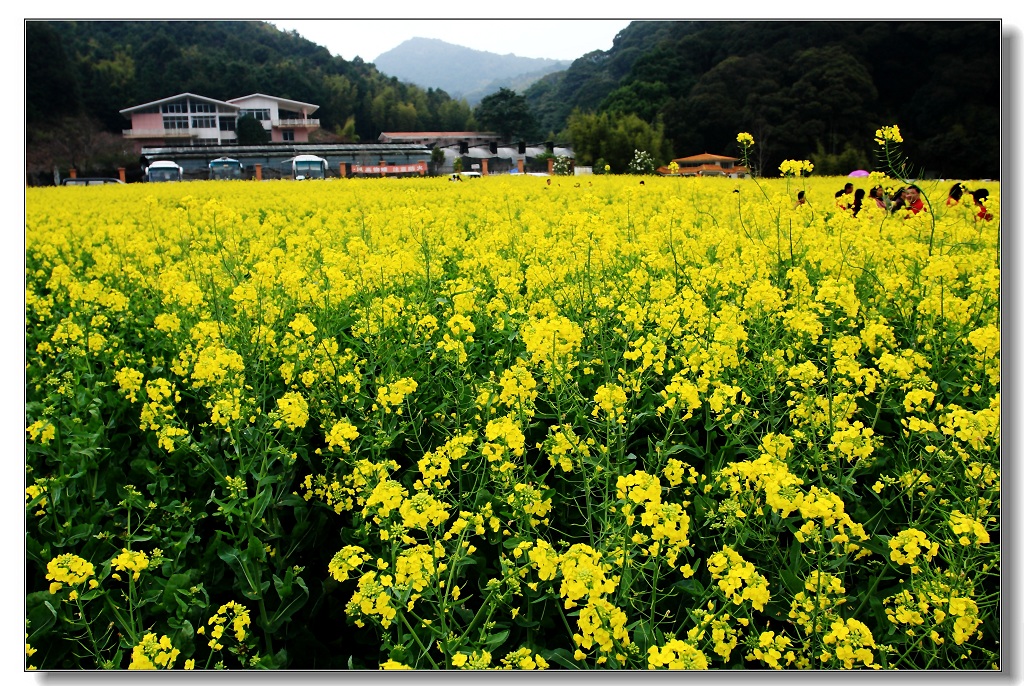 从化·油菜花