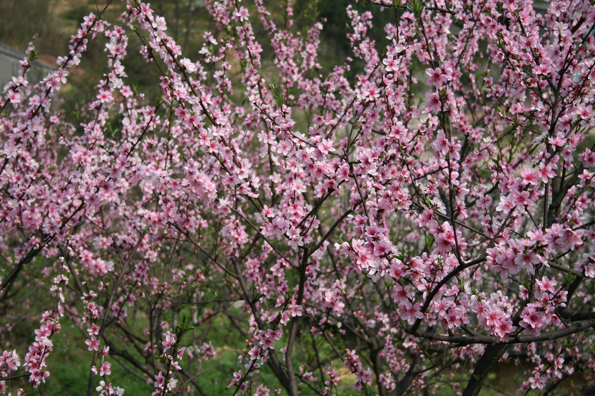 春天来了,桃花开了