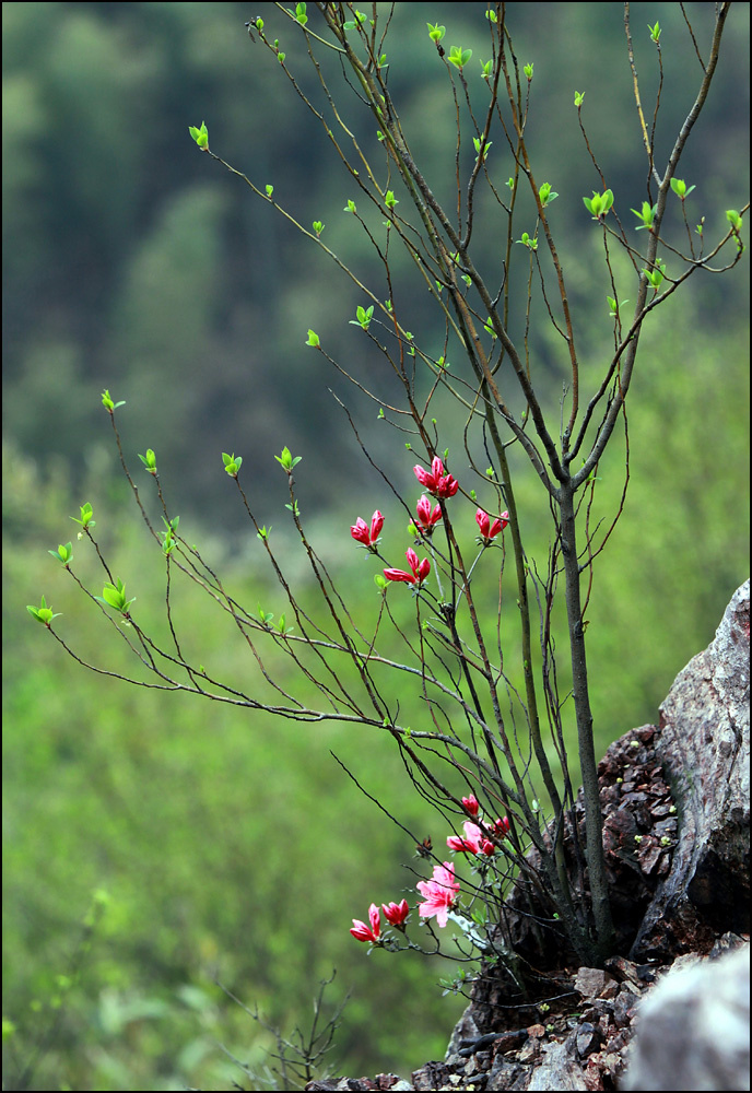 【春雨,绿芽和鲜花!摄影图片】安吉生态摄影_