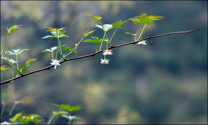 【春雨,绿芽和鲜花!摄影图片】安吉生态摄影_