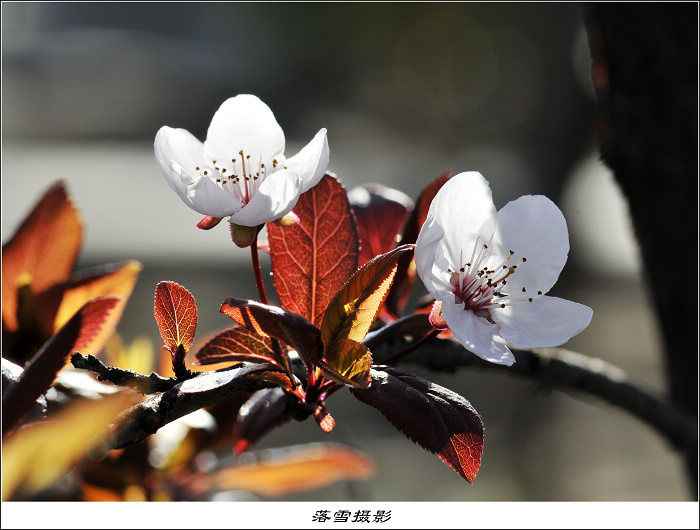 【花与叶摄影图片】新疆伊犁生态摄影_落雪飞花--岁月