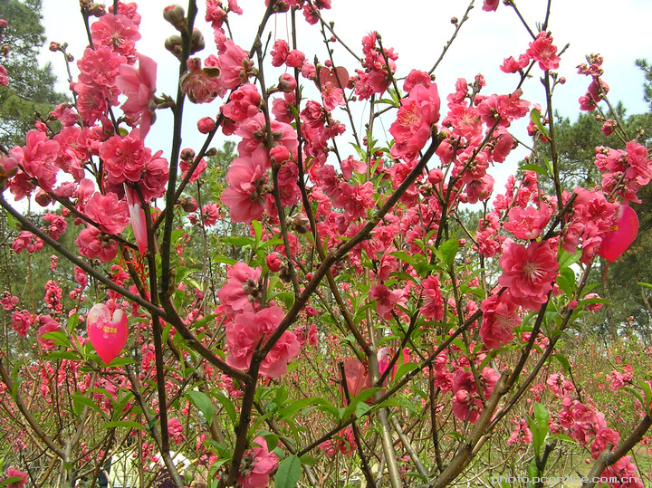百花争艳_百花争妍与百花争艳