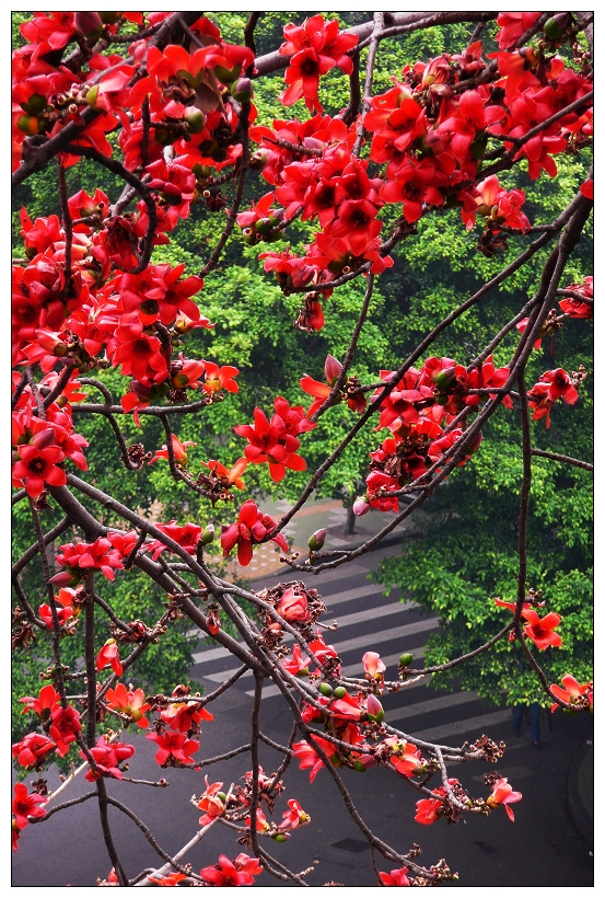 红棉花开