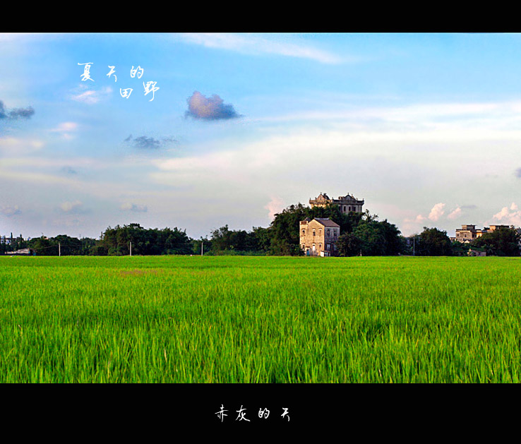夏天的田野