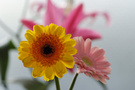 ʿ FinePix S5 Pro ٷ