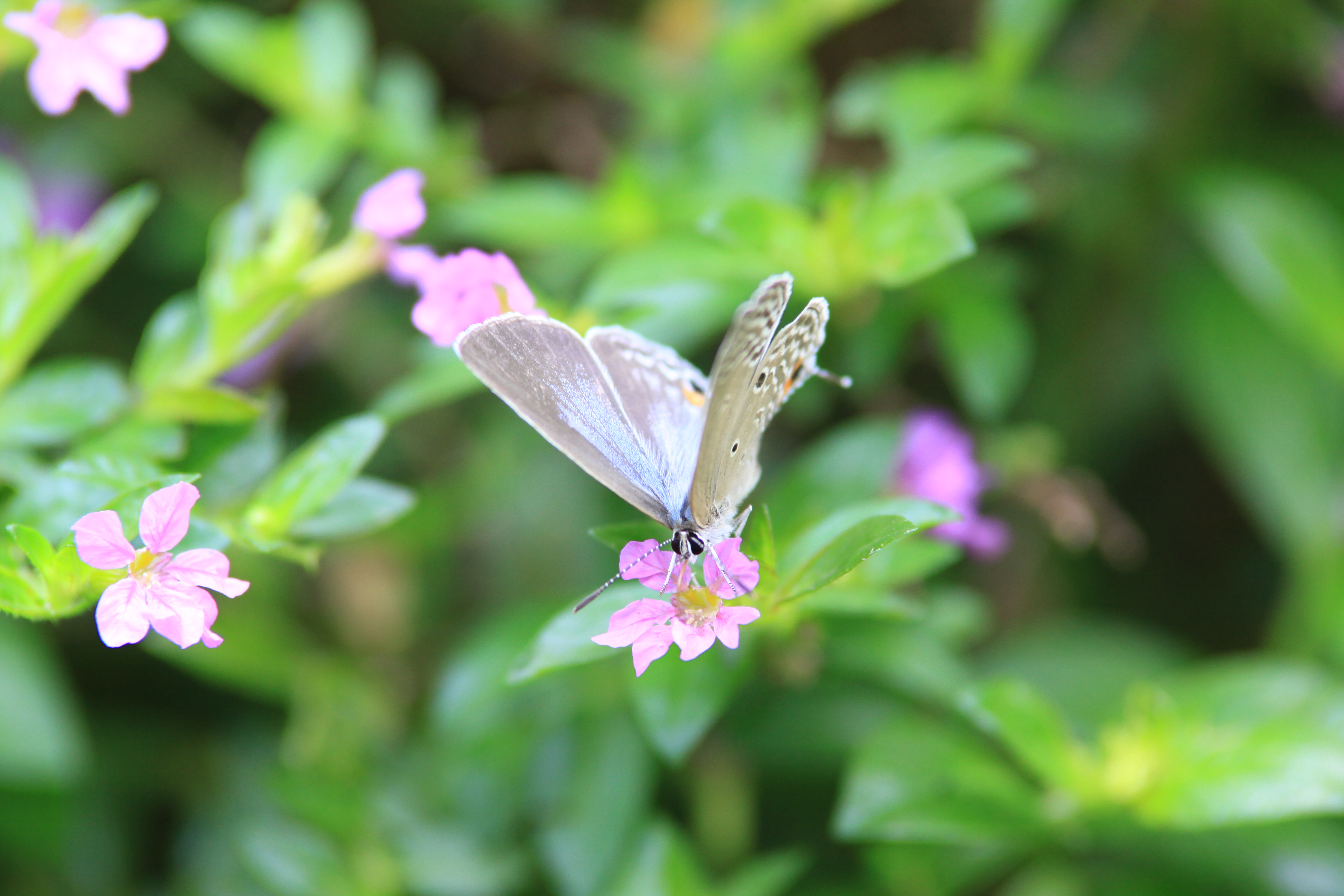 腾龙70-200/2.8 镜头评测样张欣赏