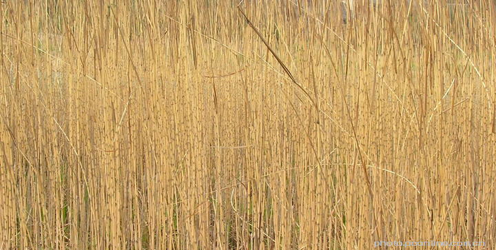 【芦苇荡里的春天摄影图片】北仑大矸水库生态