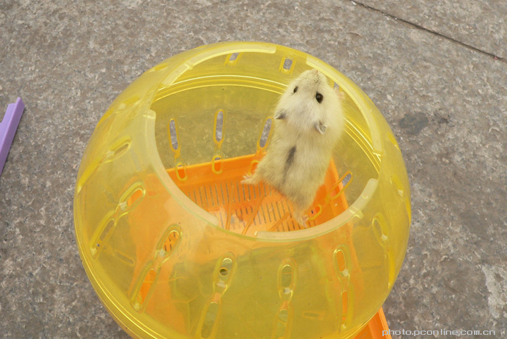 【可爱的小仓鼠摄影图片】武汉江滩公园纪实摄