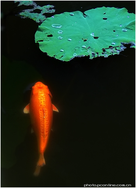 红鲤